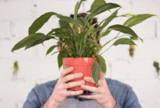 Bikin Rumah Makin Hoki! 7 Tanaman Hias Pembawa Keberuntungan Ini Wajib Kamu Punya