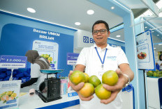 Merintis dari Sepada Motor, Kini Antoni Mampu Kirim hingga 3 Truk Sehari Berkat Pemberdayaan BRI  