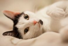 7 Manfaat Memelihara Kucing, Dari Kesehatan hingga Kebahagiaan