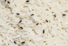 Ternyata Cabai Bisa Usir Kutu Beras, Begini Caranya