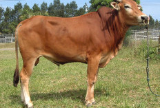 5 Sapi Sehat untuk Kurban yang Layak Dipilih Saat Iduladha