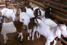 5 Kambing Ini Cocok untuk Kurban, Sehat dan Banyak Dicari Saat Iduladha