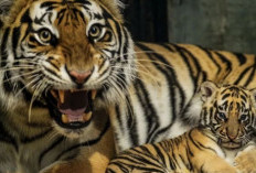 Anak Harimau Benggala di Bandung Zoo Mati, BBKSDA Jabar Tunggu Hasil Pemeriksaan