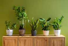 11 Tanaman Indoor Pembawa Hoki Menurut Feng Shui, Rumah Lebih Estetik dan Penuh Energi Positif