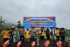 Dukung Swasembada Pangan Nasional, Polresta Bandung Tanam Jagung Serentak Empat Hektar di Cikancung