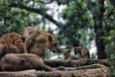 'Sabda' Google Status Kebun Binatang Bandung Buka, BKAD Beri Klarifikasi