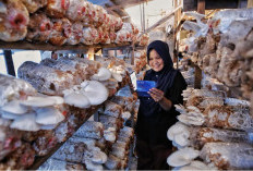 Indeks Bisnis UMKM BRI Triwulan II 2026: Ketahanan UMKM Terjaga, Ditopang Optimisme Prospek Usaha
