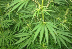 Rumah di Bandung Jadi Ladang Ganja, Polisi Temukan Puluhan Tanaman Siap Panen