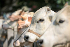 5 Cara Memilih Hewan Kurban yang Sehat dan Layak untuk Iduladha