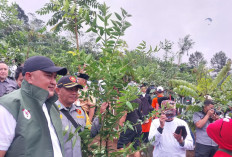 Pemkab Bogor Tanam Pohon di Hulu Sungai Ciliwung, Bupati: Bogor Harus Kembali Hijau
