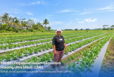 Dari Gadai Emas hingga KUR Mikro, Holding Ultra Mikro Bawa Mur Dwi Astuti Sukses Jadi Petani di Merauke
