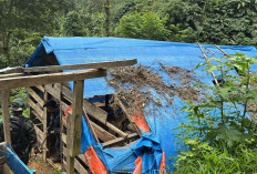 Kemenhut Bongkar 31 Tenda PETI di TNGHS