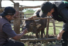 Idul Adha 2026 Sebentar Lagi, Cek Tips Beli Hewan Kurban Terbaik Sesuai Syariat