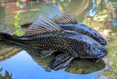 5 Fakta Ikan Sapu-Sapu yang Perlu Kamu Ketahui