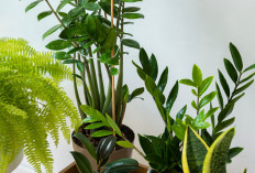 5 Tanaman Hias Ini Diam-Diam Lagi Naik Daun