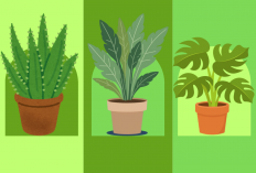 Aman buat Si Super Sibuk, Inilah Rekomendasi 5 Tanaman Hias Kuat yang Mudah Dirawat