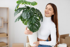 Bikin Napas Lebih Lega! Ini 6 Tanaman Penyerap Polusi Udara Terbaik
