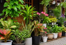 15 Tanaman Hias Depan Rumah Pembawa Rezeki, Kekayaan, dan Keberuntungan!