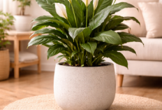 5 Tanaman Hias yang Cocok Ditaruh di Kamar, Bikin Tidur Lebih Nyaman