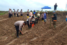Penanaman Jagung Serentak di Kp. Lampegan, Wujud Sinergi Polri dan Masyarakat Dukung Ketahanan Pangan