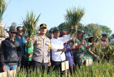 KDS Dorong 87 Persen Sawah Jadi LP2B, Irigasi Hingga Jalan Tani Diperkuat