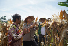 Harapan Tumbuh Bersama Jagung: Kisah Petani Cikalongwetan Bangkit dari Kerja Serabutan