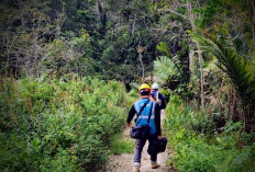 PLN Icon Plus Percepat Pemulihan Jaringan via Perbaikan Backbone di Batang Toru, Tapanuli Selatan