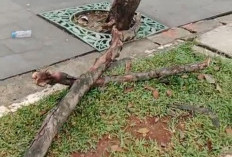 Pohon Tumbang di Jalan Edy Yoso, Pakansari, 3 Korban Luka-luka