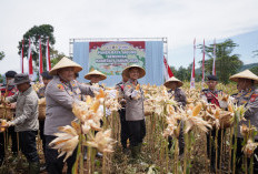 Polres Cimahi Genjot Ketahanan Pangan, Targetkan Penanaman Jagung 1.700 Hektare di Bandung Barat