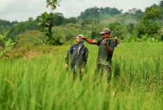 BRI Salurkan KUR Rp144 Triliun kepada 2,76 Juta Debitur, Jadi Motor Penggerak Sektor Produktif dan UMKM 