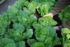 7 Tanaman Cepat Panen dalam 20–60 Hari, Praktis untuk Pemula