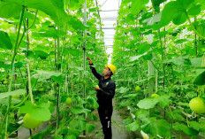 Bukan Energi Listrik Saja, Begini Cara Pertamina Dorong Pemanfaatan Panas Bumi untuk Perekonomian Rakyat