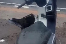 Pria Meninggal Dunia di Jalan Raya Puncak Diduga Terlindas Mobil Pickup