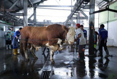 DKPP Kota Bandung Menyiapkan 184 Petugas Periksa Hewan Kurban Jelang Iduladha 2026