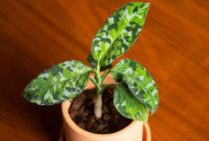 5 Tanaman Hias Pembawa Rezeki dan Kesejahteraan di Tahun 2026