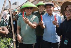 KDS Dorong KDMP Lengkong Jadi Produsen dan Offtaker Cabai Merah untuk SPPG