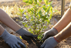 Komisi III DPRD Kabupaten Bogor Sebut Rencana KDM sebagai Upaya Percepatan Rehabilitasi Hutan