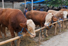 7 Tempat Jual Hewan Qurban Terpercaya di Bandung untuk Idul Adha 2026