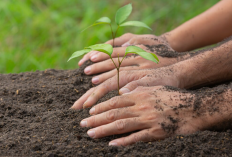 Wacana Tanam dan Rawat Pohon di Jawa Barat Diupah Rp 50 Ribu, Warga Bilang Begini