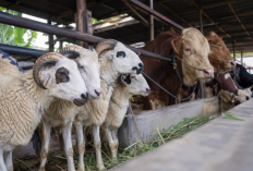 Harga Domba dan Sapi Kurban 2026 Terbaru, Cek Sebelum Beli