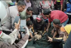 Macan Tutul di Desa Maruyung Pacet Bandung Berhasil Dievakuasi, Polisi Lakukan Pengamanan