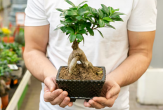 Bikin Adem Sekaligus Beruntung! 5 Tanaman Hias Dalam Ruangan yang Mampu Jernihkan Udara