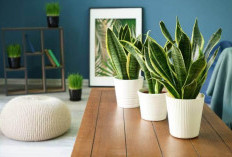 5 Tanaman Menarik Rezeki di Tahun 2026, Bawa Hoki dan Energi Positif ke Rumah