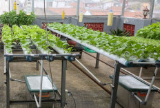 Sirkular Bandung Utama: dari Sampah Jadi Pangan, dari Pangan Jadi Harapan