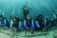 Hijaukan Laut Sabang, Pekerja Turun Langsung Transplantasi Terumbu Karang